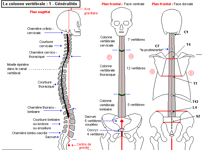La fonction statique du service cervical